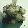 Escobaria_minima_1